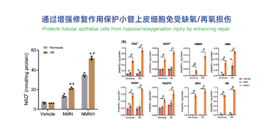 改变游戏规则！GRANVER吉瑞维搭载NMNH以十倍NAD+提升率抢占NMN市场！